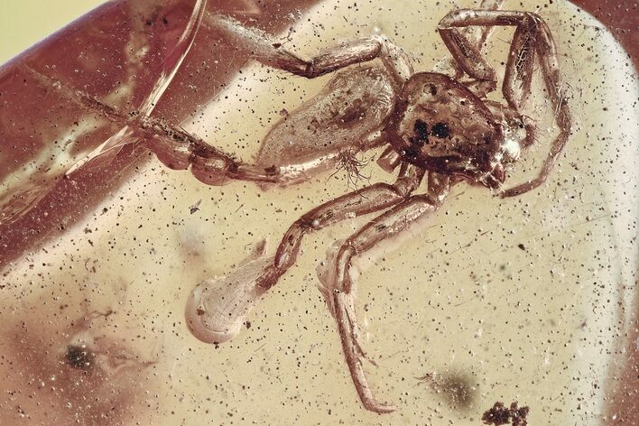 Fossil Spider, Fungus Gnat, Gall Midge, Crane Fly, Coprolites in Amber #349418